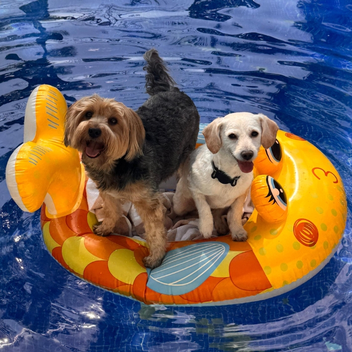 Totto & Ciccio